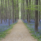 Hallerbos 